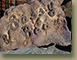 Sassy-&-Beau-Pet-Memorial-Rock